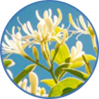 ATTDX® GentX WartRelief Cream image ATTDX® GentX WartRelief Cream