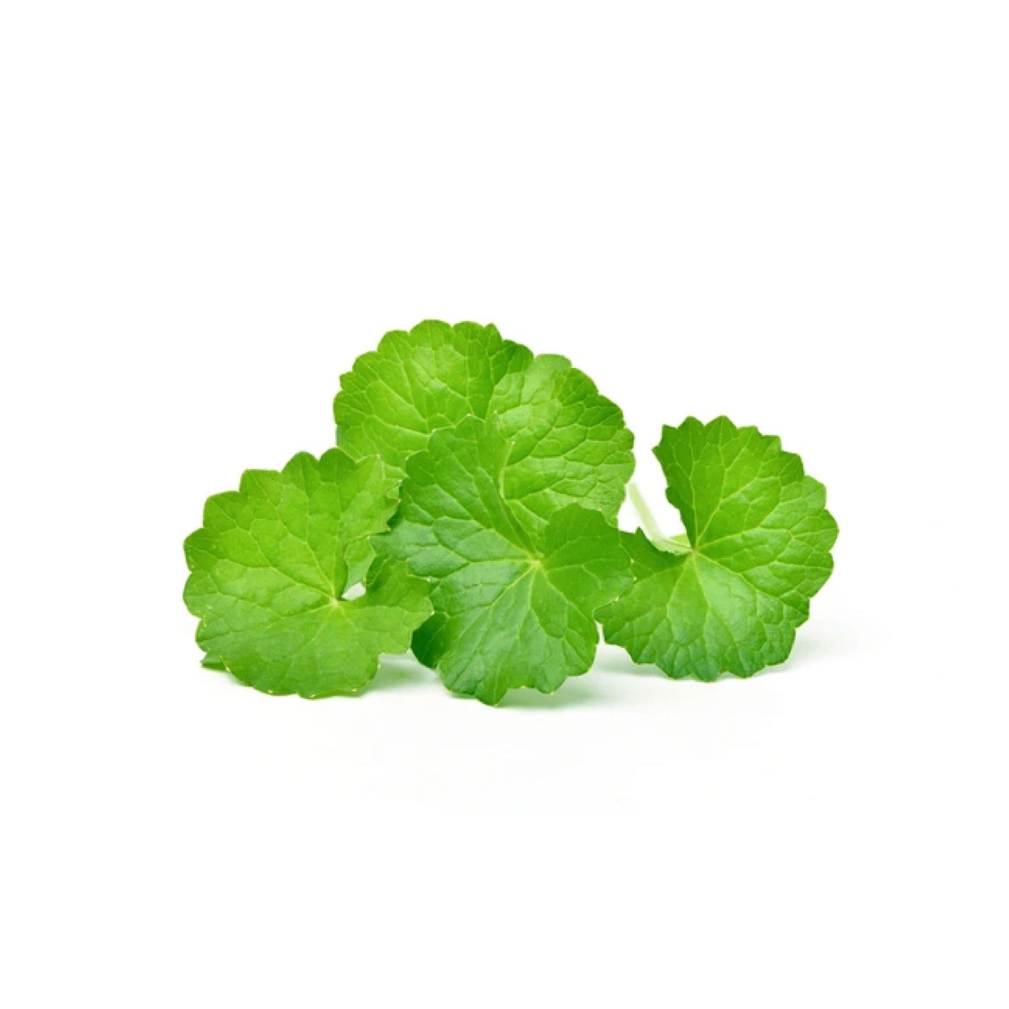 ATTDX® Bromelain Edema & Vein Care Cream 40 ATTDX® Bromelain Edema & Vein Care Cream