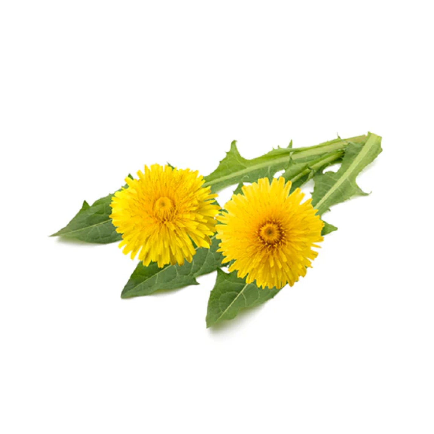 ATTDX® HormoBalance Edema Ear Patch 29 ATTDX® HormoBalance Edema Ear Patch