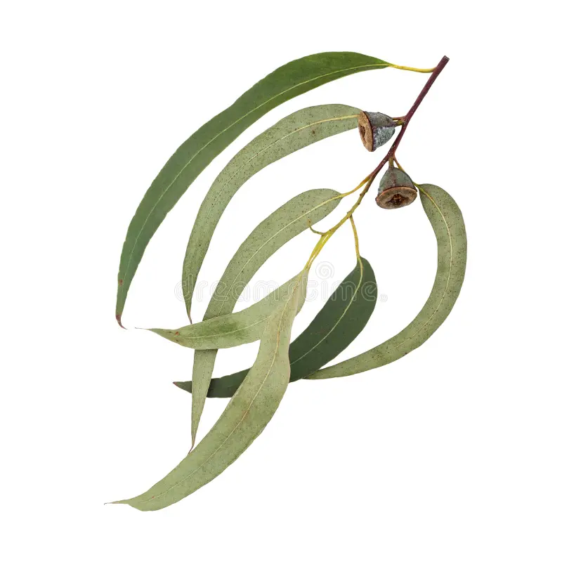 ATTDX® LungPurify NDIS Herbal Detox Patch 30 ATTDX® LungPurify NDIS Herbal Detox Patch