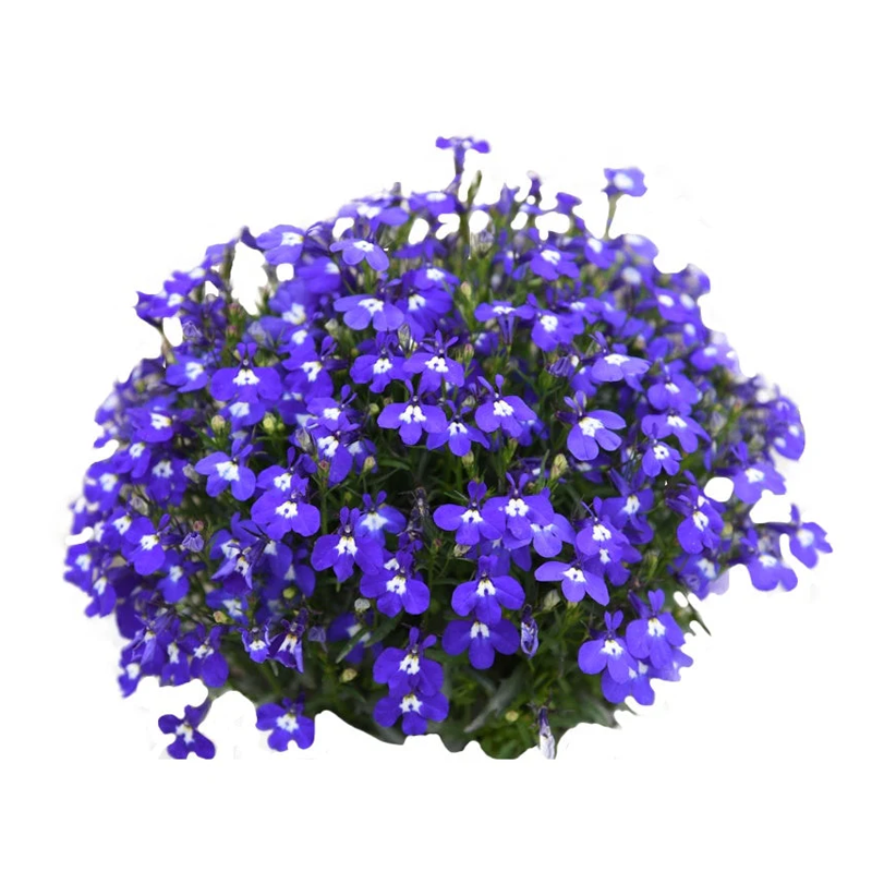 ATTDX® LungPurify NDIS Herbal Detox Patch 31 ATTDX® LungPurify NDIS Herbal Detox Patch