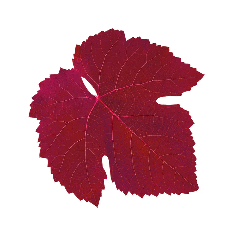 ATTDX® Red Vine FluidRelief Edema Gel