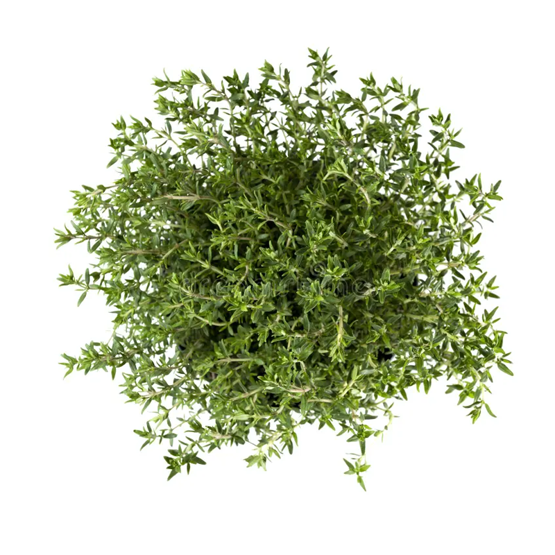 ATTDX® LungPurify NDIS Herbal Detox Patch 27 ATTDX® LungPurify NDIS Herbal Detox Patch