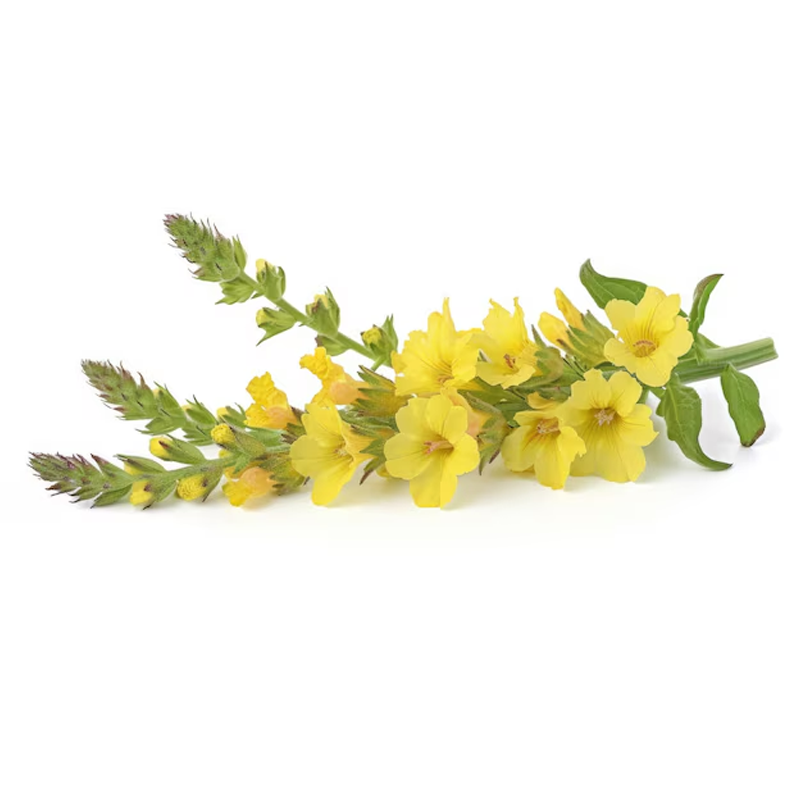 ATTDX® Mulleaf Herbal Lung Purifier 25 ATTDX® Mulleaf Herbal Lung Purifier