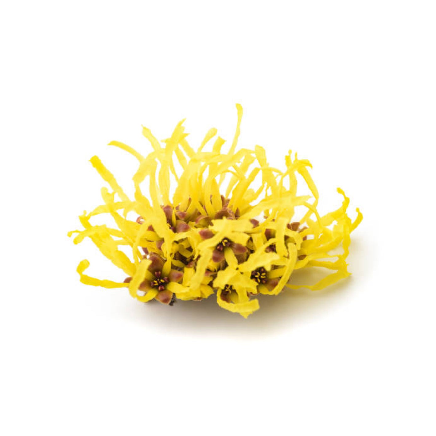 ATTDX® Medical Hemorrhoid Herbal Gel with Applicator 28 ATTDX® Medical Hemorrhoid Herbal Gel with Applicator