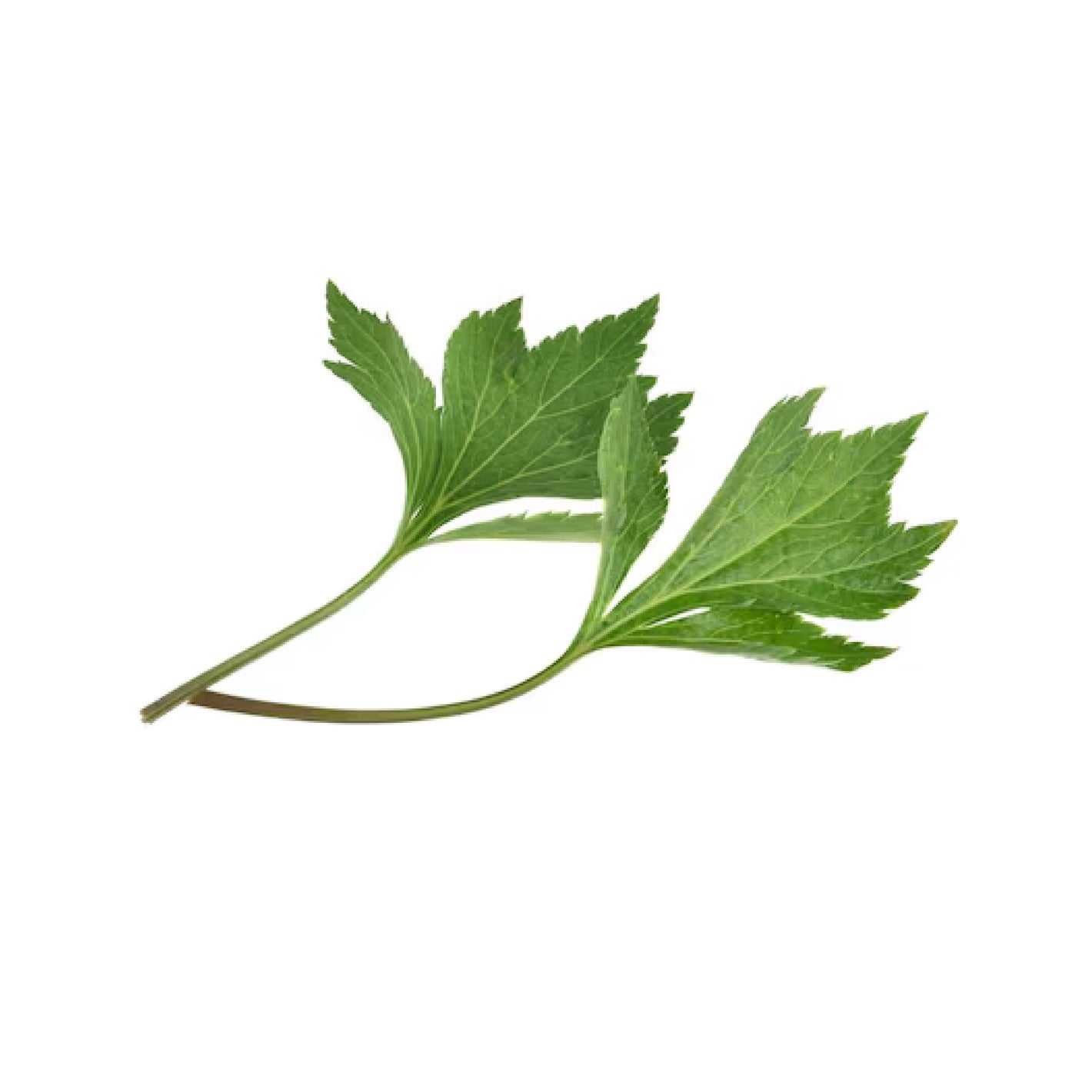 ATTDX® ApiMotion Herbal Joint Comfort Balm 36 ATTDX® ApiMotion Herbal Joint Comfort Balm